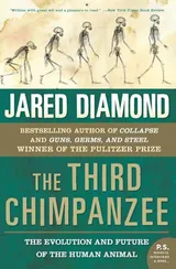 Cover of The Third Chimpanzee: The Evolution and Future of the Human Animal