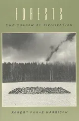 Cover of Forests