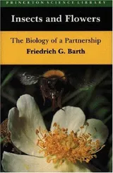 Cover of Insects and Flowers: The Biology of a Partnership