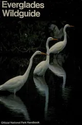 Cover of Everglades Wildguide