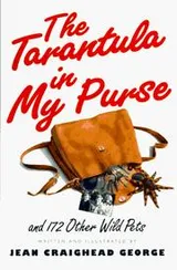 Cover of The Tarantula in My Purse