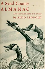 Cover of A Sand County Almanac