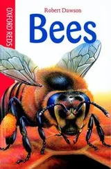 Cover of Bees