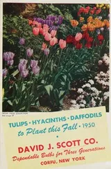 Cover of Tulips, hyacinths, daffodils to plant this fall 1950