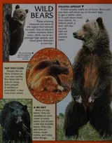 Cover of Bears