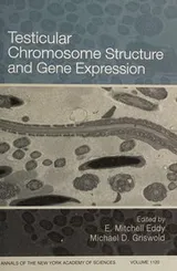 Cover of Testicular Chromosome Structure and Gene Expression