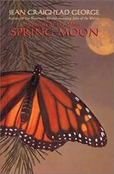 Cover of Spring Moon (Seasons of the Moon)