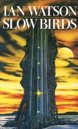 Cover of Slow Birds