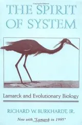 Cover of The spirit of system