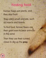 Cover of Fennec foxes
