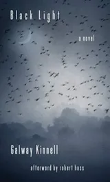 Cover of Black Light