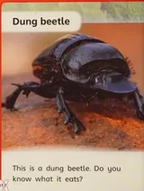 Cover of What Do Bugs Eat?