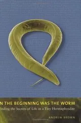 Cover of In the Beginning Was the Worm