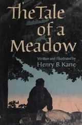Cover of The Tale of a Meadow