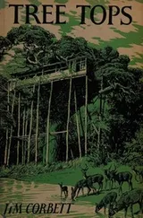 Cover of Tree Tops