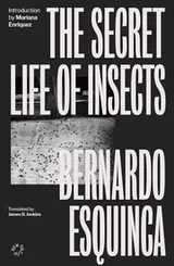 Cover of Secret Life of Insects