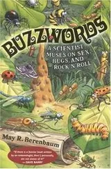 Cover of Buzzwords