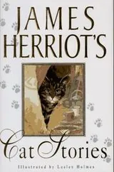 Cover of Cat stories