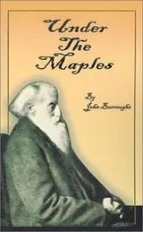 Cover of Under the Maples