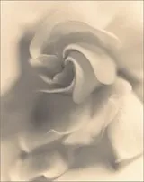 Cover of Sandi Fellman