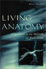 Cover of Living anatomy