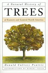 Cover of A natural history of trees of eastern and central North America