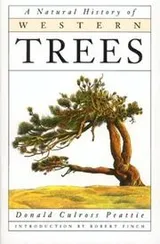 Cover of A natural history of western trees