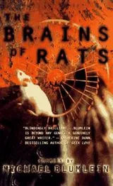 Cover of The Brains of Rats
