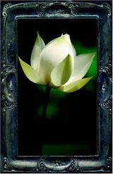 Cover of Letting the Lotus Bloom, the Expression of Soul through Flowers