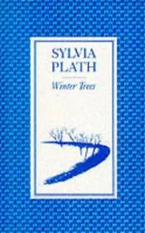 Cover of Winter Trees