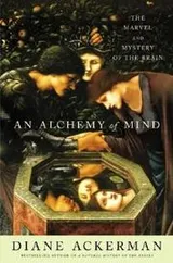 Cover of An Alchemy of Mind