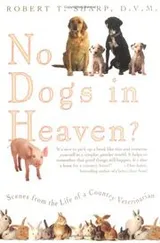 Cover of No Dogs in Heaven? Scenes from the Life of a Country Veterinarian