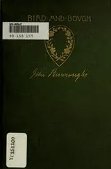Cover of Bird and bough