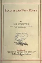 Cover of Locusts and wild honey