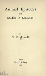 Cover of Animal episodes and studies in sensation