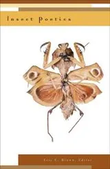 Cover of Insect Poetics
