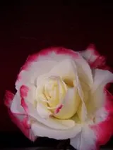 Cover of Growing up in Regency England