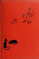 Cover of Thoughts of my cats