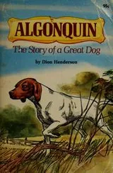 Cover of Algonquin