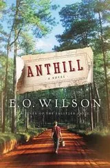 Cover of Anthill