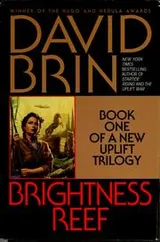 Cover of Brightness Reef