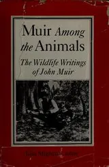 Cover of Muir Among the Animals