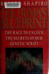 Cover of The human blueprint