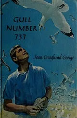 Cover of Gull number 737