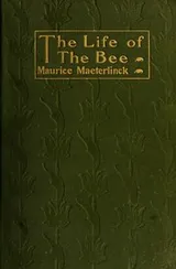 Cover of The life of the bee