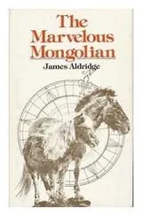 Cover of The marvelous Mongolian
