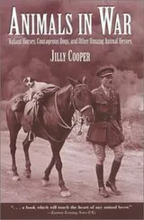 Cover of Animals in war