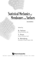 Cover of Statistical mechanics of membranes and surfaces