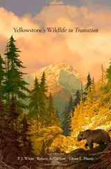 Cover of Yellowstone's Wildlife in Transition