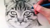 Cover of Draw cats